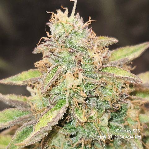Nancys Own Grimey Bubblegum Auto growlog timeline photo