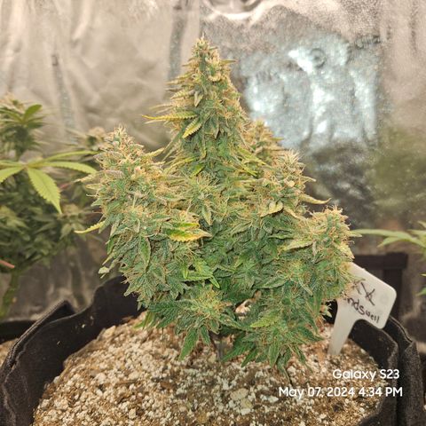 Nancys Own Grimey Bubblegum Auto growlog timeline photo