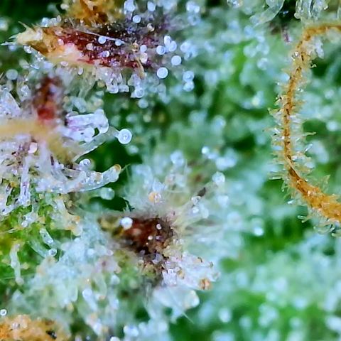 Nancys Own Grimey Bubblegum Auto growlog timeline photo