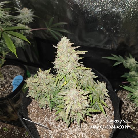 Nancys Own Grimey Bubblegum Auto growlog timeline photo