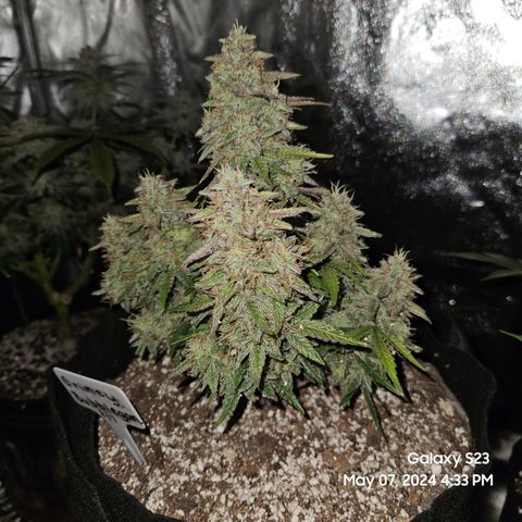 Nancys Own Grimey Bubblegum Auto growlog timeline photo