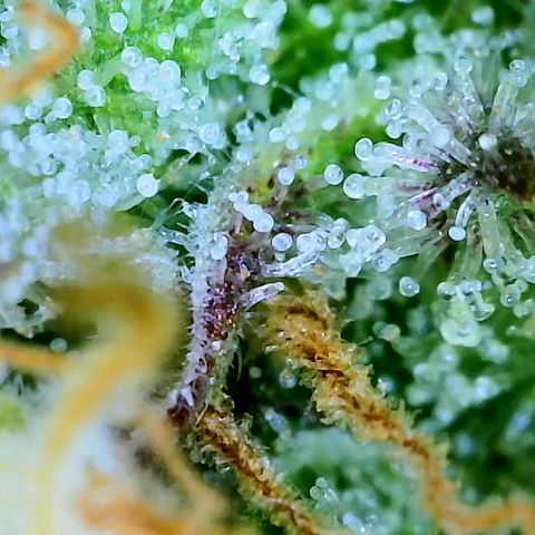 Nancys Own Grimey Bubblegum Auto growlog timeline photo
