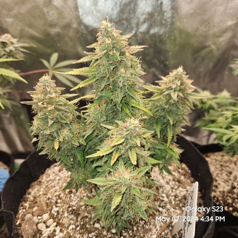 Nancys Own Grimey Bubblegum Auto growlog timeline photo