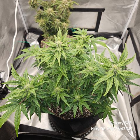 Mimosa x Orange Punch Auto growlog timeline photo