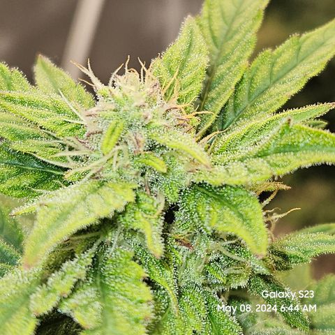 Mimosa x Orange Punch Auto growlog timeline photo