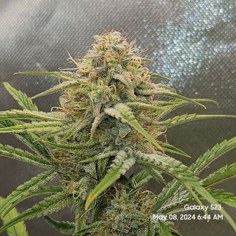 Humboldt Seeds Emerald Fire OG Auto growlog timeline photo