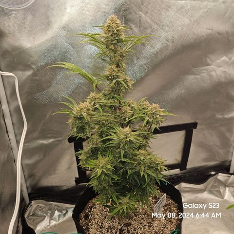 Humboldt Seeds Emerald Fire OG Auto growlog timeline photo