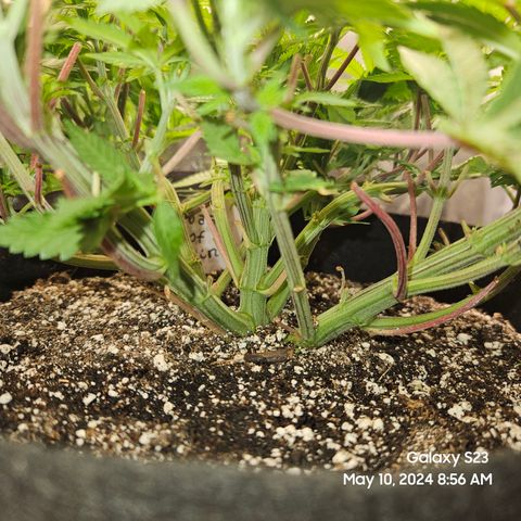 Seedsman Seeds Tangerine Snow F1 Fast growlog timeline photo