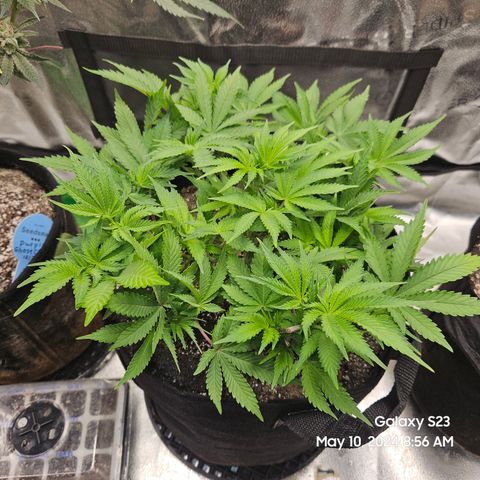 Seedsman Seeds Tangerine Snow F1 Fast growlog timeline photo