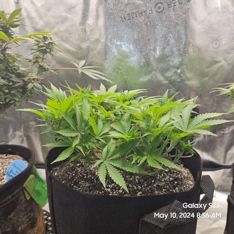 Seedsman Seeds Tangerine Snow F1 Fast growlog timeline photo
