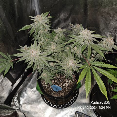 Purple Ghost Candy growlog timeline photo