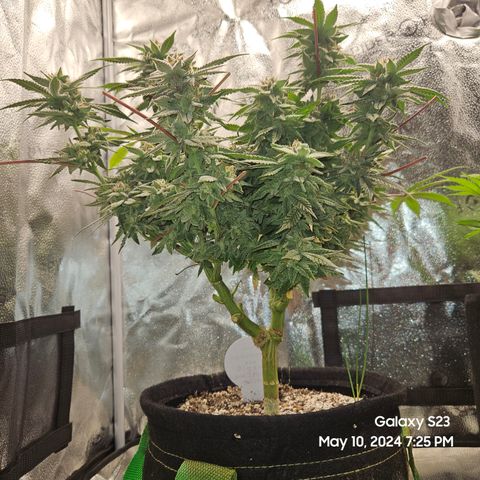 Purple Ghost Candy growlog timeline photo