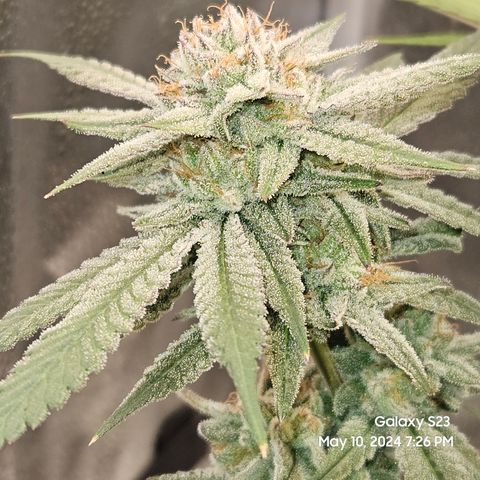 Purple Ghost Candy growlog timeline photo
