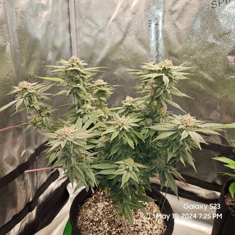 Purple Ghost Candy growlog timeline photo