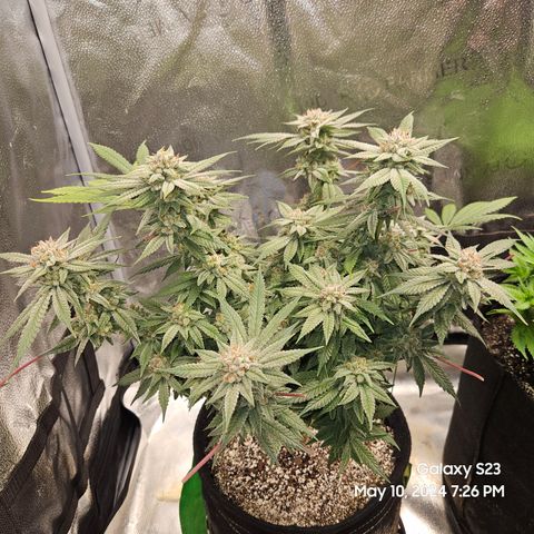 Purple Ghost Candy growlog timeline photo