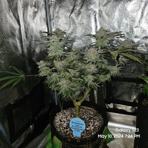 Purple Ghost Candy growlog timeline photo