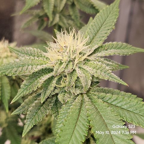 Sin City Seeds SinMintz ( Clone from Lindstrom Hydro Seed and Supply) growlog timeline photo