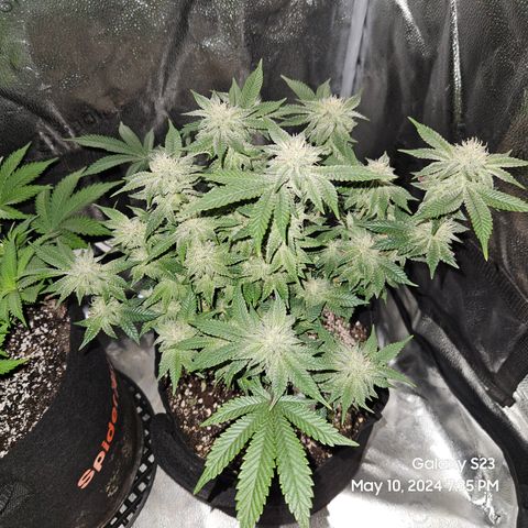 Sin City Seeds SinMintz ( Clone from Lindstrom Hydro Seed and Supply) growlog timeline photo