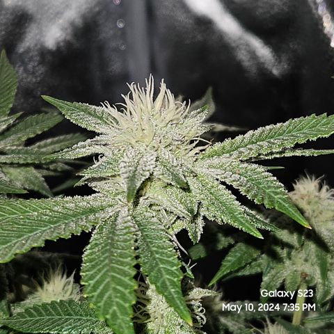 Sin City Seeds SinMintz ( Clone from Lindstrom Hydro Seed and Supply) growlog timeline photo