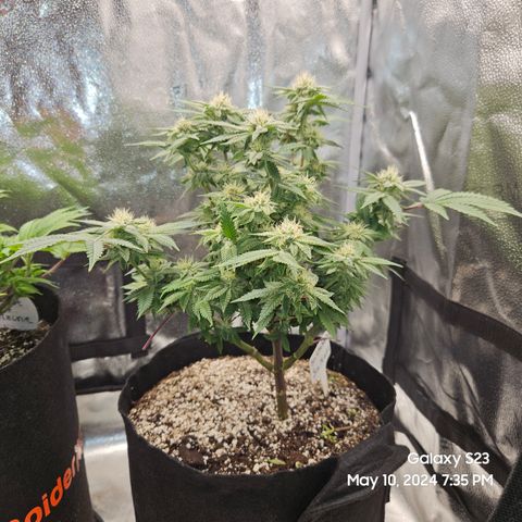 Sin City Seeds SinMintz ( Clone from Lindstrom Hydro Seed and Supply) growlog timeline photo