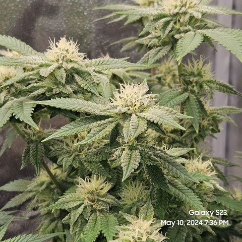 Sin City Seeds SinMintz ( Clone from Lindstrom Hydro Seed and Supply) growlog timeline photo