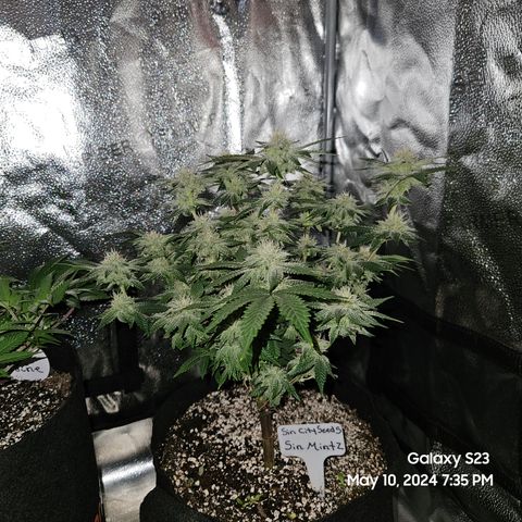 Sin City Seeds SinMintz ( Clone from Lindstrom Hydro Seed and Supply) growlog timeline photo