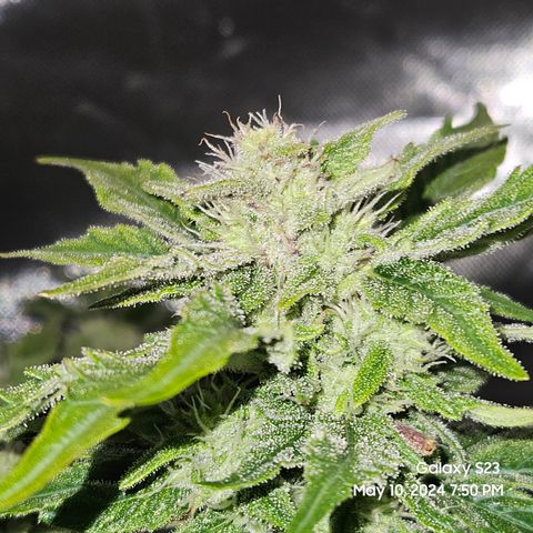 Mimosa x Orange Punch Auto growlog timeline photo
