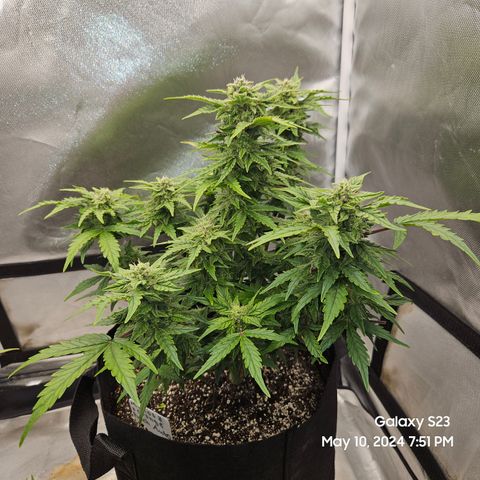 Mimosa x Orange Punch Auto growlog timeline photo