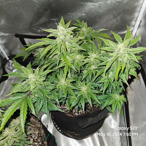 Mimosa x Orange Punch Auto growlog timeline photo