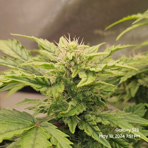 Mimosa x Orange Punch Auto growlog timeline photo