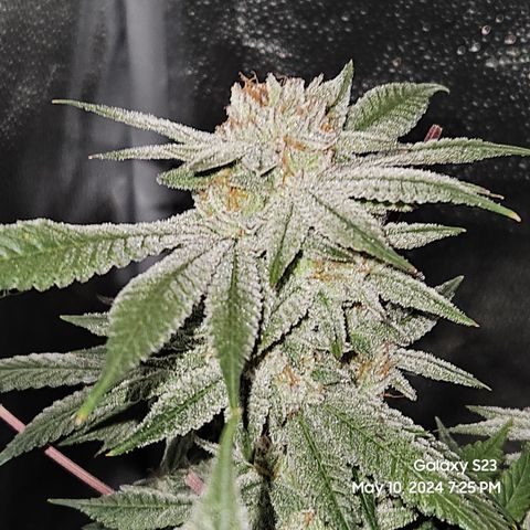 Purple Ghost Candy growlog timeline photo