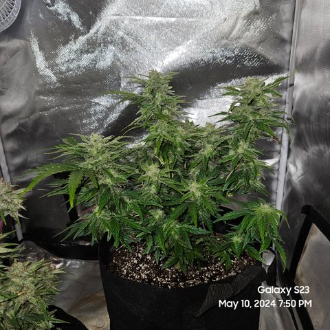 Mimosa x Orange Punch Auto growlog timeline photo