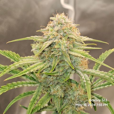 Humboldt Seeds Emerald Fire OG Auto growlog timeline photo