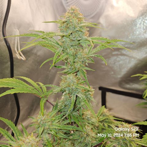 Humboldt Seeds Emerald Fire OG Auto growlog timeline photo