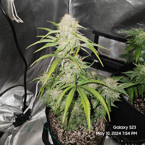 Humboldt Seeds Emerald Fire OG Auto growlog timeline photo
