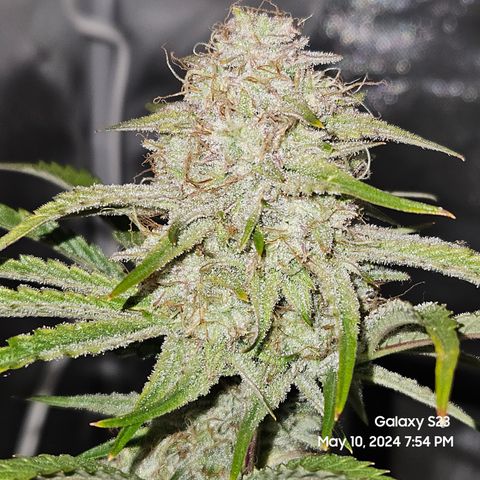 Humboldt Seeds Emerald Fire OG Auto growlog timeline photo