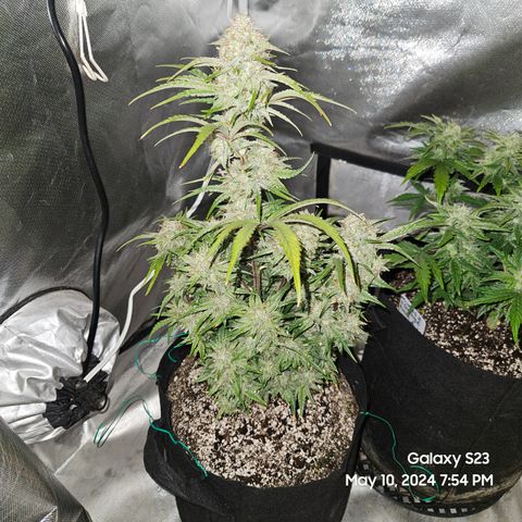 Humboldt Seeds Emerald Fire OG Auto growlog timeline photo