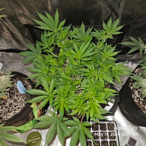 Seedsman Seeds Tangerine Snow F1 Fast growlog timeline photo