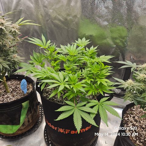 Seedsman Seeds Tangerine Snow F1 Fast growlog timeline photo