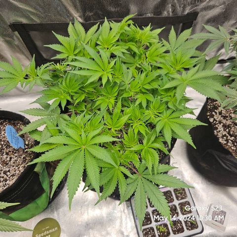 Seedsman Seeds Tangerine Snow F1 Fast growlog timeline photo