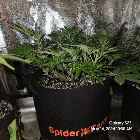 Seedsman Seeds Tangerine Snow F1 Fast growlog timeline photo