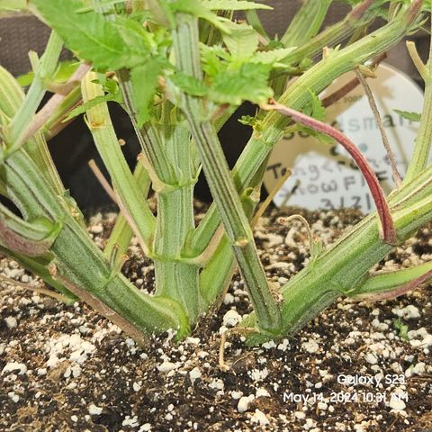 Seedsman Seeds Tangerine Snow F1 Fast growlog timeline photo