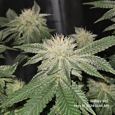 Sin City Seeds SinMintz ( Clone from Lindstrom Hydro Seed and Supply) growlog timeline photo