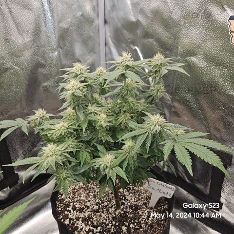 Sin City Seeds SinMintz ( Clone from Lindstrom Hydro Seed and Supply) growlog timeline photo