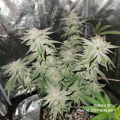 Purple Ghost Candy growlog timeline photo
