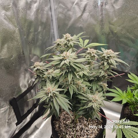 Purple Ghost Candy growlog timeline photo