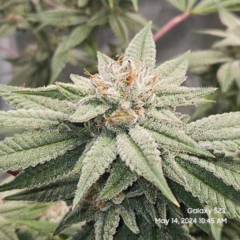 Purple Ghost Candy growlog timeline photo
