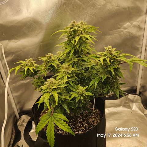 Mimosa x Orange Punch Auto growlog timeline photo