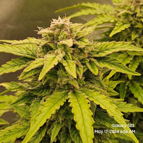 Mimosa x Orange Punch Auto growlog timeline photo