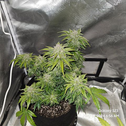 Mimosa x Orange Punch Auto growlog timeline photo